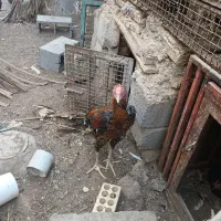 خروس چا بهاری|حیوانات مزرعه|بیکاه, |دیوار