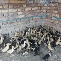 اردک وقو غاز|حیوانات مزرعه|زابل, |دیوار