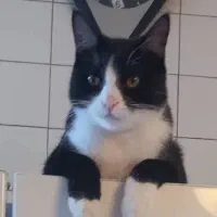 واگذاری رایگان|گربه|مشهد, استاد یوسفی (شهرک غرب)|دیوار