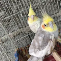عروس هلندی نر وماده