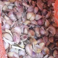 سیر|خوردنی و آشامیدنی|تربت جام, معدآباد|دیوار