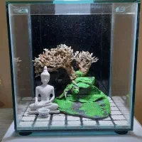 آکواریوم با درختچه بونسای