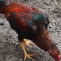 خروس هفت ماهه لاری