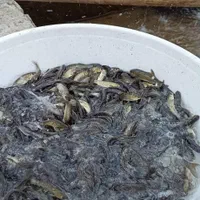 فروش طلای آبی (بچه ماهی کپور)|ماهی|مرودشت, فاز اول شهرک فرهنگیان|دیوار