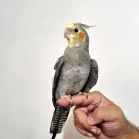 عروس هلندی|پرنده|پردیس, فاز ۱|دیوار