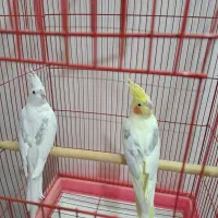 جفت عروس دوکت مولد سخنگو باقفس شیک|پرنده|دورود, |دیوار