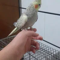 نروماده عروس هلندی دستی|پرنده|کاشان, فاز ۲ ناجی آباد|دیوار