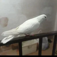 کفتر گم شده