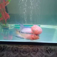 ماهی فلاور|ماهی|تهران, جوادیه|دیوار