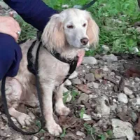 سگ گلدن ، قیمت توافقی|سگ|رشت, دیانتی|دیوار