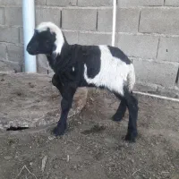 گوسفند پروار