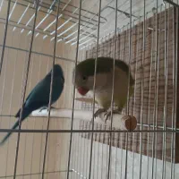 یک جفت راهب