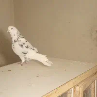 کبوتر گرفته