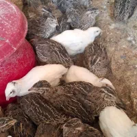 فروش بلدرچین زنده|حیوانات مزرعه|بهبهان, |دیوار