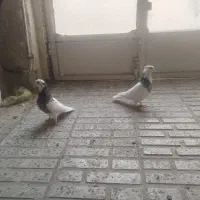 کفتر