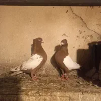 سینه سرخ جفت