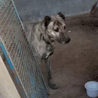 چند قلاده سگ|سگ|آبپخش, |دیوار