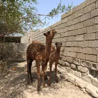 کره شتر گاو گوساله بره|حیوانات مزرعه|اهواز, اهواز|دیوار