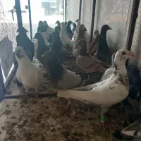 کفتر شهرستانی|پرنده|مشهد, امیرآباد|دیوار