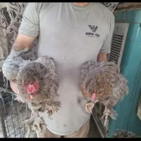 مرغ و خروس و جوجه برهما امپراطور اصل|حیوانات مزرعه|تهران, خانی آباد نو شمالی|دیوار