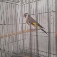 کبوتر خانگی وسهره ماده جوجه قفس|پرنده|فولادشهر, مسکن مهر فولادشهر|دیوار