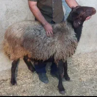 قوچ همو