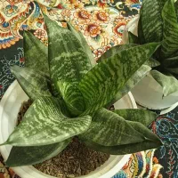 گل زیبا آپارتمانی|گل و گیاه طبیعی|اسالم, |دیوار