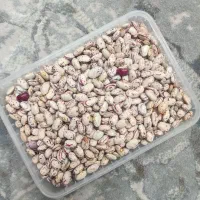 لوبیا چیتی کشت امسال