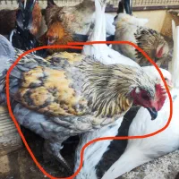 خروس گلپایگانی جوان و سالم