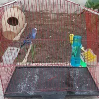 فروش یک جفت مرغ عشق آماده و سرحال