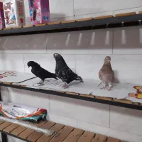 کفتر آس
