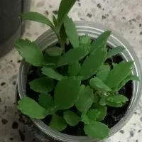 سرگرمی و گل و گیاه|گل و گیاه طبیعی|گلبهار, شهر جدید گلبهار|دیوار