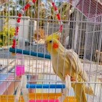 عروس هلندی لوتینو آشتی