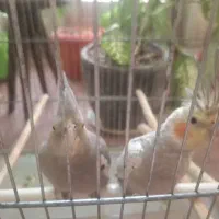 عروس هلندی|پرنده|تهران, شهرک زینبیه|دیوار