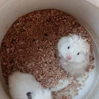 سه عدد همستر بالغ دو عدد ماده یک عدد نر