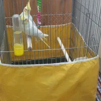 عروس هلندی رام