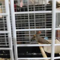 فنچ|پرنده|تهران, بریانک|دیوار