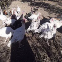 بوقلمون گوشتی طبیعی