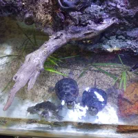 آکواریوم  و کفتر