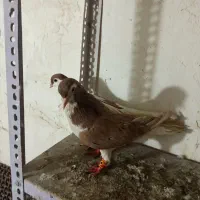 کالا|پرنده|گتوند, |دیوار