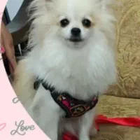 سگ پامرین|سگ|خرمدره, |دیوار