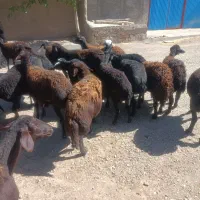 میش