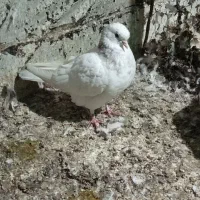 دو عدد ماده کفتر|پرنده|گرگان, |دیوار