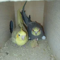 عروس هلندی نر سینامون|پرنده|بندر گناوه, |دیوار