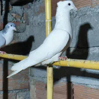 کبوتر معاوضه