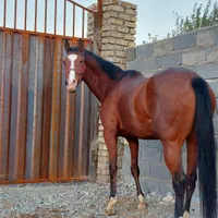 مادیان به همراه کره(اگودتا) مدارکدار