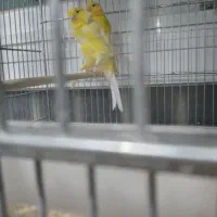 قناری در رباط کریم