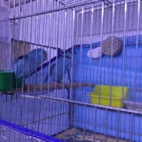 طوطی پروتلت بندانگشتی|پرنده|قم, بلوار امین و ساحلی|دیوار