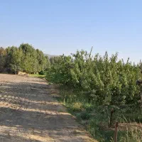 ۱۰۰۰ متر باغ در منطقه پیربکران نقدی یا معاوضه|فروش زمین و ملک کلنگی|اصفهان, شفق|دیوار