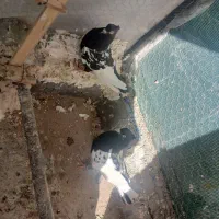 کفتر|پرنده|یزد, |دیوار